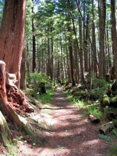 trail_to_haida_totem_pole_park.jpg - Trail leading to the Totem Pole Park.