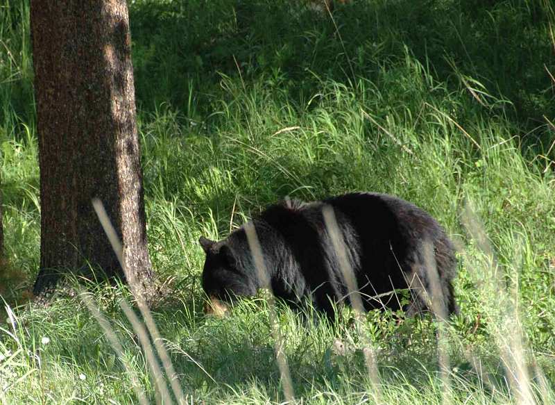 11-black_bear4.jpg - This is what everyone wants to see - a Black bear in its natural setting.