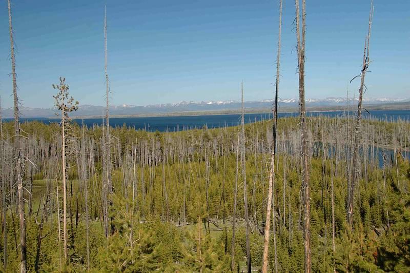 01-new-growth.jpg - Fire destroys but Mother nature replaces the destruction.  Here, a stand of new pine on the west shore of Yellowstone Lake takes the place of those burnt years ago.  It's a natural part of the Yellowstone.
