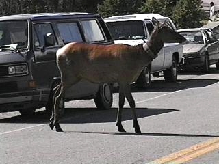 gall8.jpg - Elk cow directing traffic.