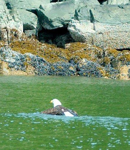 ketchikan-swimming-eagle.jpg - Bald eagles can swim!  Who knew?  They use the butterfly stroke.