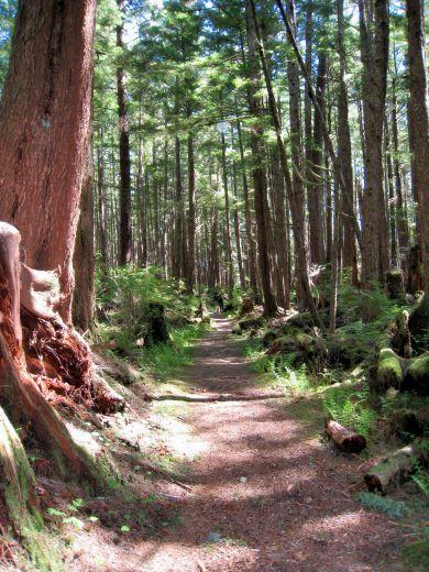 pow-trail_to_haida_totem_pole_park.jpg - Accessing the Haida people’s Long House and totem park outside of Kasaan means hiking through a lush forest.  It is a pleasant walk with some gorgeous totems waiting at the end.