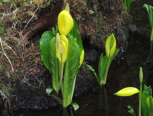 skunk_cabbage_signal_crk_cg.jpg - The smell says it all - Skunk Cabbage