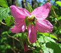 salmonberry-with_bee