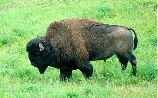 bison_bull.jpg - Bison bull in a free ranging herd along the Alaska Highway just east of Coal River, Yukon.  The Bison is North America's largest native land mammal. Bulls stand up to six feet tall at the shoulder, 10 feet long from nose to tail, and can weigh more than a ton.  The Plains bison (seen here) are not native to Alaska or northwest Canada.  Twenty-three of these shaggy beasts were brought to Fairbanks in 1928 and released near Delta Junction. Since then, that herd has grown to 475 animals, making it one of the largest free-ranging buffalo herds in the world.  Animals from the Delta herd have been used to start other herds, like the one this beauty boy belongs to.  There were at least 100 head of bison in this herd and except for one with a “bum” leg (it appeared a rear leg had been broken and healed badly), all the members appeared healthy. 