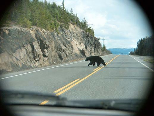 black_bear_rt37.jpg - A Black bear seen crossing British Columbia Route 37 on the way back from Hyder, Alaska.  We must have seen a dozen Black bears on this sidetrip to Hyder.  Most were leery of us and quickly scampered off when they saw us except this one.   The roadway was lined with dandelions in full bloom and this bear was making a beeline for another patch.  Black bears load up with carbohydrate-rich berries during the summer to help them get through the winter.  We were told dandelions are a favorite food of Black bears after their winter of  hibernating and the bears we saw that day confirmed this statement.  In coastal areas, Black bears collect along streams in mid-summer to feast on spawning salmon as can be seen at the Bear Viewing area in Hyder.   With a bounty of berries and fish, 300 pound Black bears are common in Alaska and heavier ones are reported to live on POW.