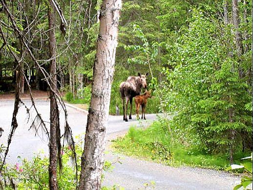 moose_and_calf_quartz_crk.jpg - This moose and calf were seen wandering through Chugach National Forest’s Quartz Creek campground near Cooper Landing on Kenai peninsula.  What a surprise!