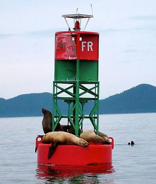 sea_lions.jpg - Stellar sea lions resting on a buoy in Lynn Canal.  Steller sea lions have large, bulging eyes, and flat, square noses. They also have long whiskers used to navigate underwater and find prey. The ears of a Steller sea lion are visible and are turned downwards.  Steller sea lions gather on haulouts, such as this buoy, and rookeries (safe places beaches where young are born and raised) and will travel great distances (up to 250 miles) to find food.  As adult males age, they develop a “mane” of long, coarse hair and this is probably why they are called “lions,” that and their vibrating roar.  Steller sea lions are particularly agile on land and are the largest member of the “eared” seal family.  Differences between Stellar sea lions and Harbor seals are: Stellar sea lions are able to support themselves on their front flippers and “walk,” seals can’t; Harbor seals move like inchworms on land; Sea lions are noisy and territorial in their breeding ground; and, Harbor seals rarely vocalize and are shy.