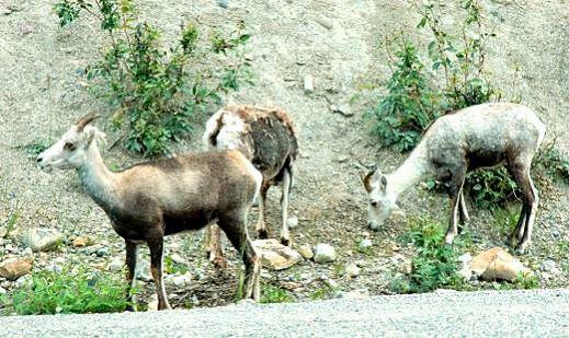 stone_sheep-ewes.jpg - A small herd of Stone sheep ewes, down from the mountain looking for salt spread on the roads that melts the ice during the winter, along Muncho Lake shoreline on Alaska Highway.  They posed a real traffic hazard on a road heavily used by tourists in recreational vehicles, locals in pick-up trucks, and long distance truckers.  Stone sheep are a wild sheep of the mountainous regions of northwest North America and are related to the Dall sheep.  While the Dall sheep is white to slate brown with yellowish brown horns, the Stone sheep is a slaty brown with some white patches on the rump and inside the hind legs and a somewhat heavier horn.  Both males and females have horns but the female’s horns are shorter and not as massive as the male.