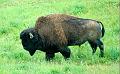bison_bull