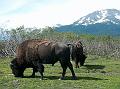 wood_bison_at_awcc