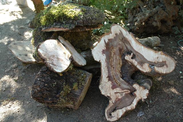 05its_a_burl17.jpg