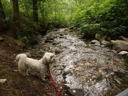 Ralf investigating a nearby stream