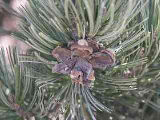 Pinyon pine with mature cone
