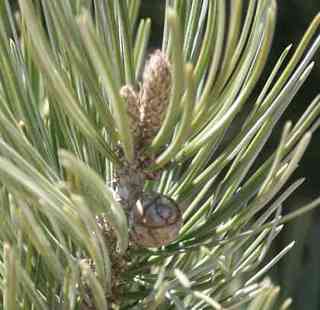 Pinyon pine with young cone