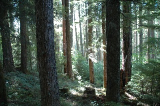Woods on the way to Yakso Falls