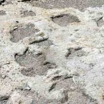 Dinosaur track from Clayton Lake State Park