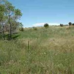 Grass, grass, and more grass