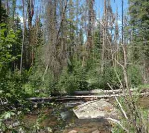 An unknown creek in Beaverhead NF