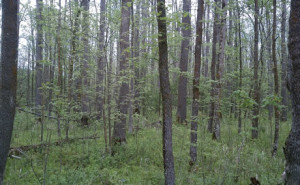 A stand of Black ash on swampy land in Chippewa NF; photo by Louis Iverson, USDA Forest Service