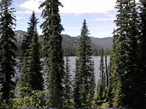 View of Big Therriault Lake through towering conifers.