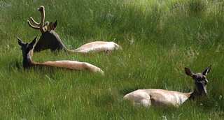 Elk bedded down at Eagle Creek CG, Gallatin NF