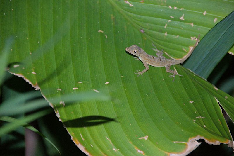 elyun11.jpg - One of many liizards found on one of the numerous living, outdoor displays found in the visitor center.