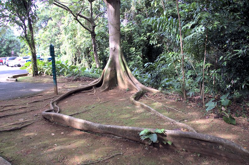 elyun5.jpg - Silk Cotton tree