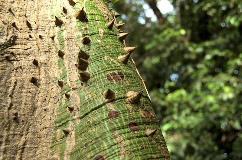 elyun6.jpg - Trunk of Silk Cotton tree