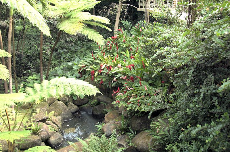 elyun7.jpg - One of the esquisite vegetation displays growing in the visitor center.