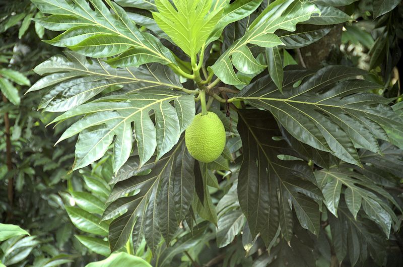 elyun8.jpg - Breadfruit tree.  The edible breadfruit has a bland taste, something they say, like an undercooked potato. It is, however, loaded with nutrients, such as fiber, potassium, phosphorous, calcium, etc. "Its texture and yeasty odor remind some people of fresh bread."