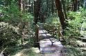 view_frm_trail_to_haida_totem_pole_park_kasaan2