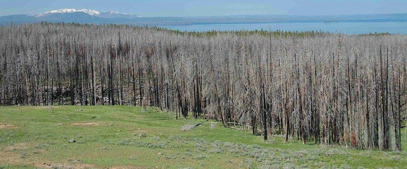 01-ghost-trees.jpg - The destruction from fire is ever present in Yellowstone National Park.  Here is just one stand of Lodgepole pine on the east shore of Yellowstone Lake that suffered fire damage.