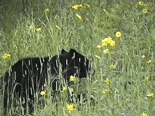 gall10.jpg - Cub black bear in the wild.