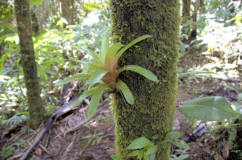elyun27.jpg - Bromeliad