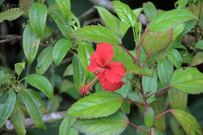 elyun32.jpg - Hibiscus