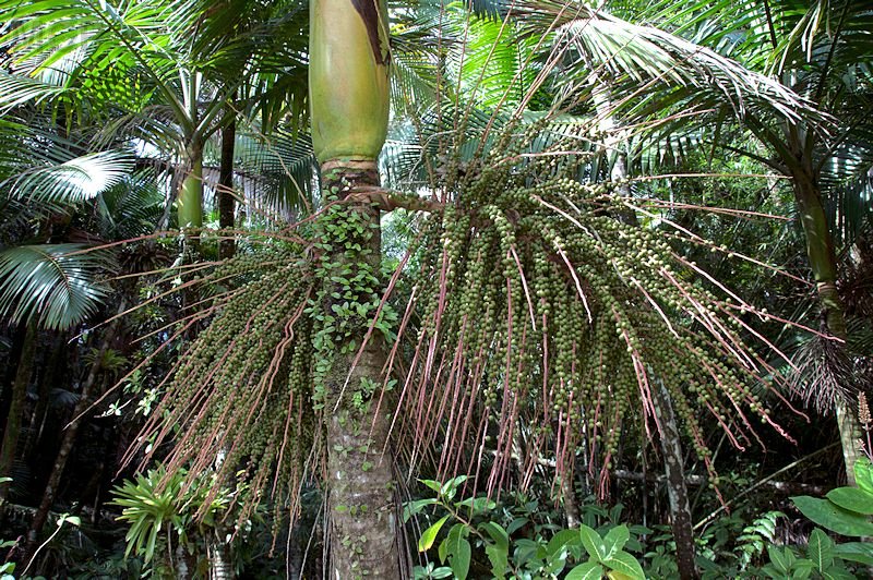 elyun35.jpg - Royal Palm