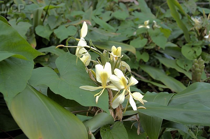 elyun38.jpg - White Ginger?