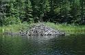 beaver-dam