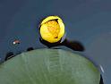 bullhead-water-lily