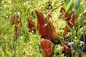 pitcher-plant