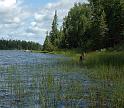 wild-rice