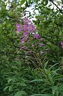 fireweed