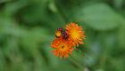 hawkweed1