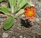 hawkweed2