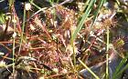 sundew