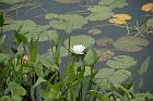 water-lily