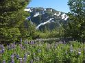 img1360-lupine_trail_of_blue_ice_willawa_cg1