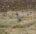 artic_ground_squirrel