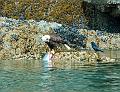 bald_eagle_salmon
